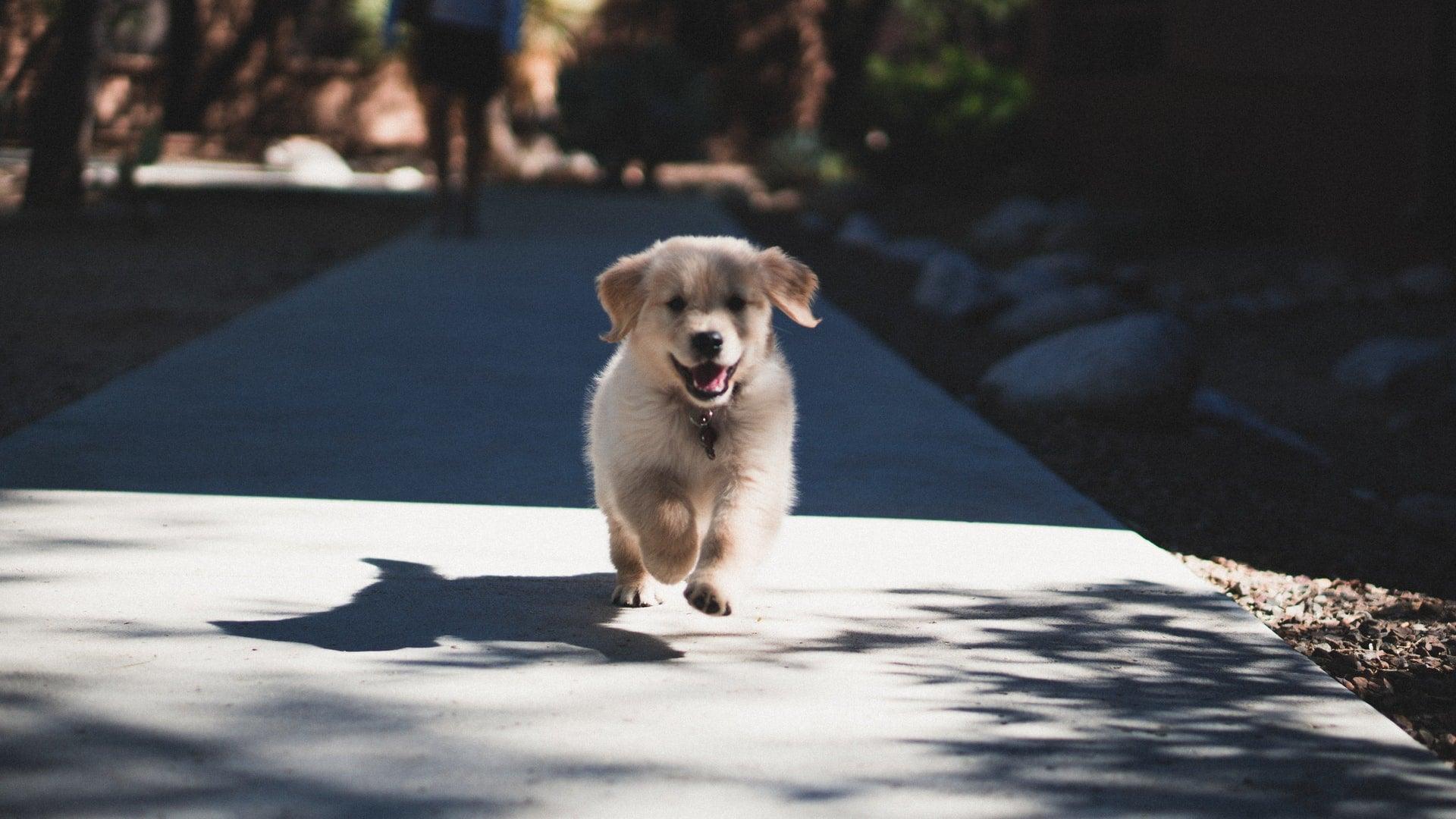 Everything Your Puppy Needs To Get Started - Pawz