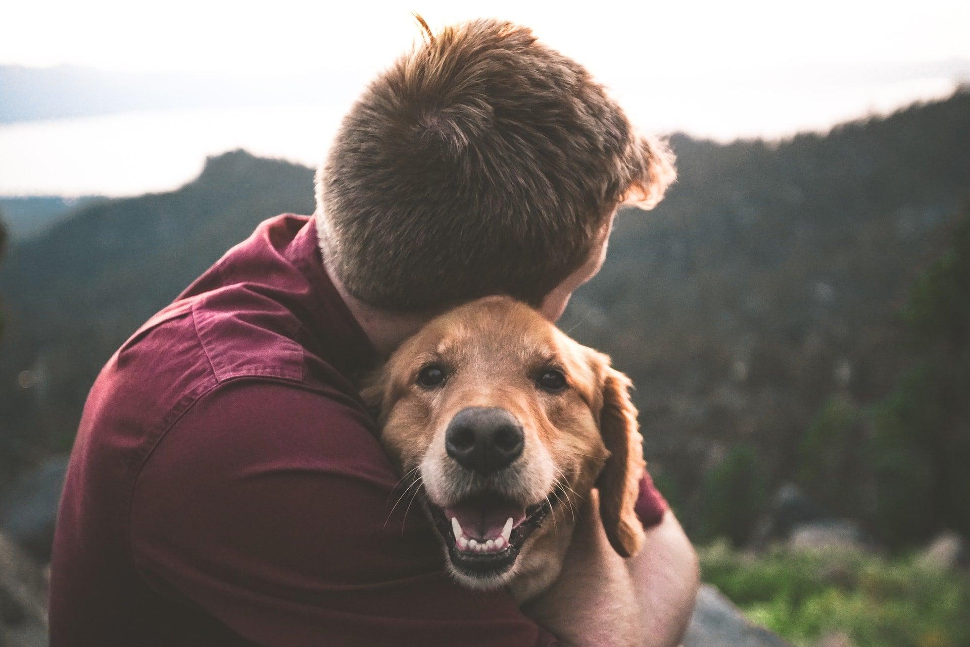 Dog Health Problems & Symptoms - Pawz