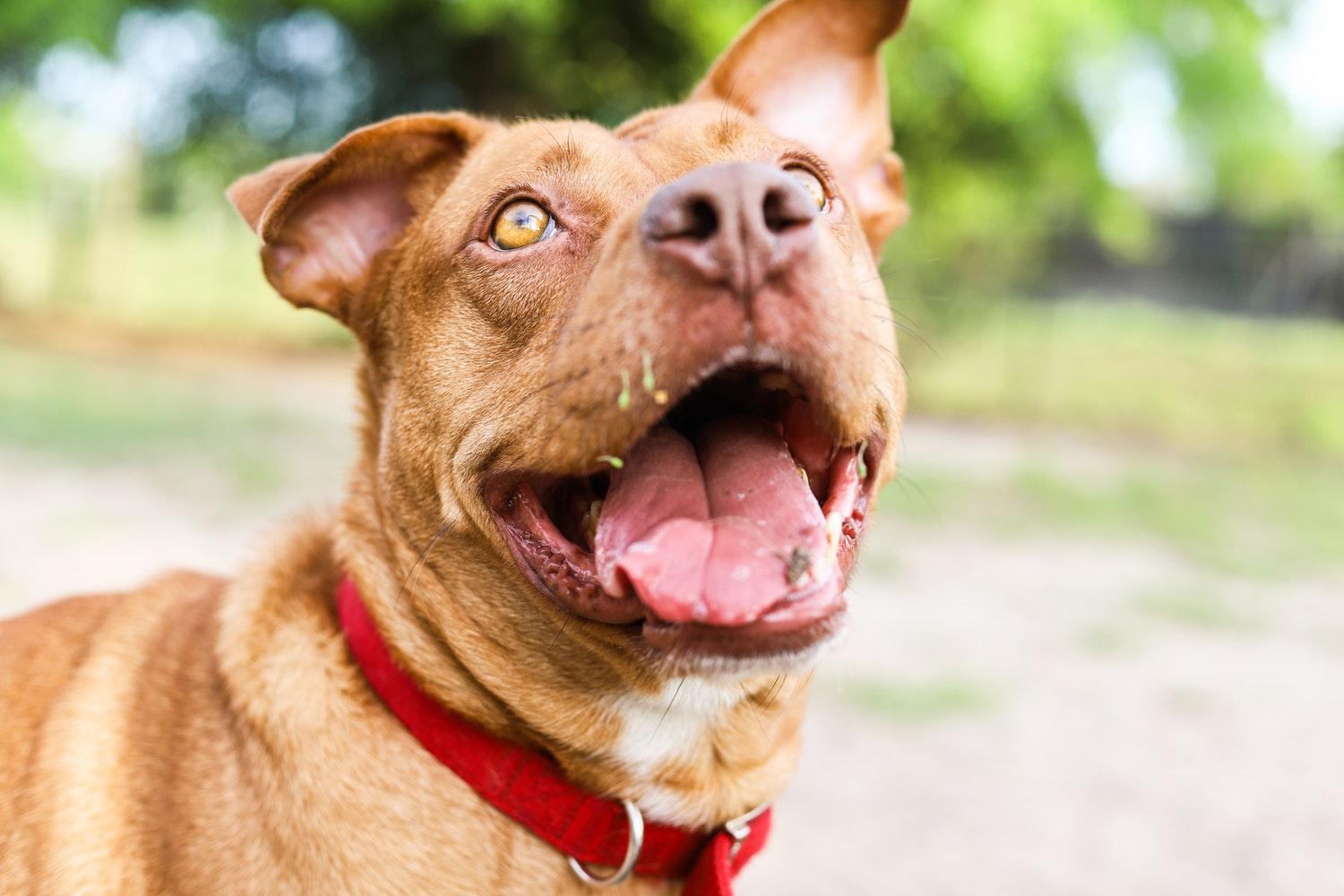 Dog Lifespan for the Most Popular Dog Breeds - Pawz