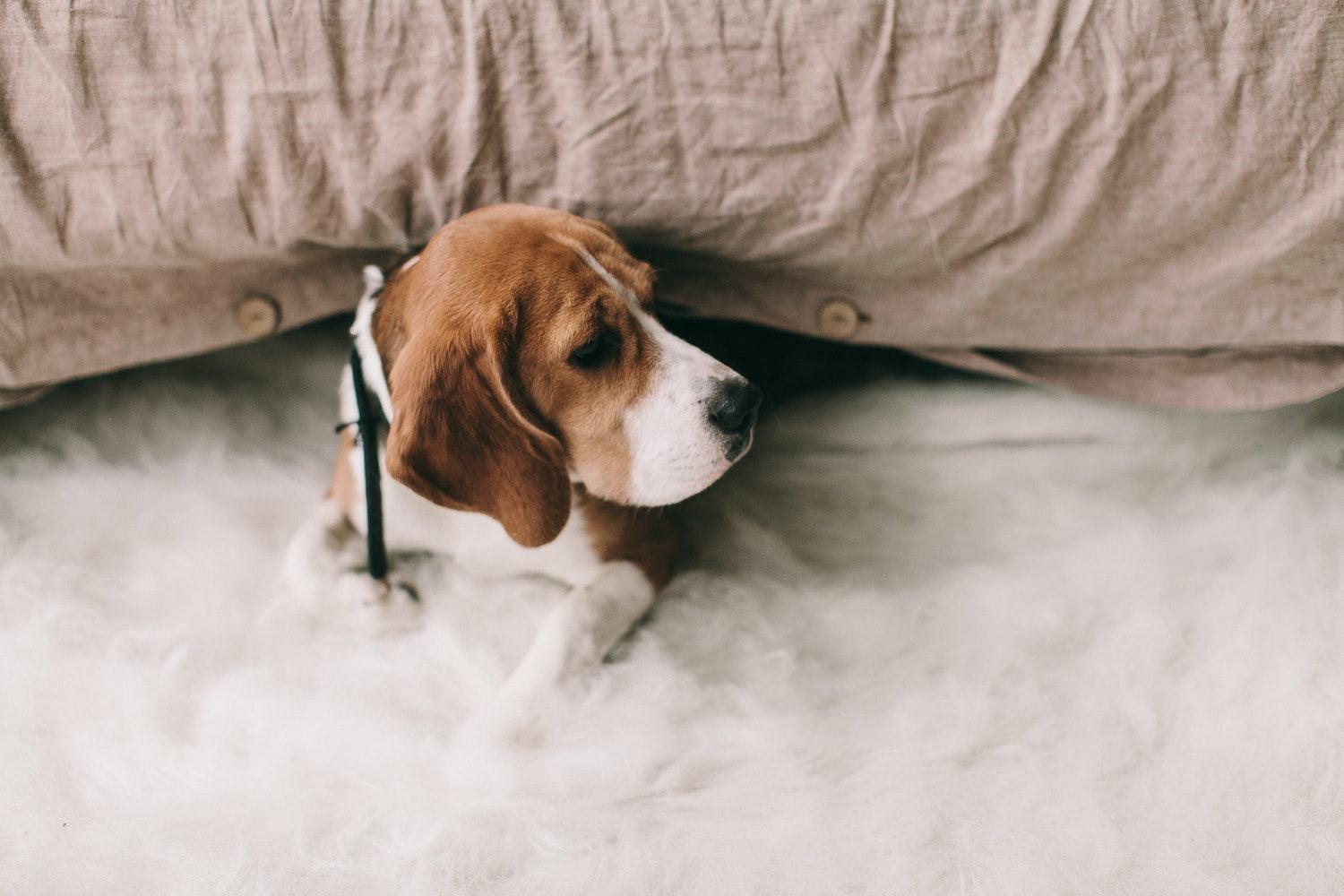 Should I Get a Dog? How To Know if You’re Ready - Pawz